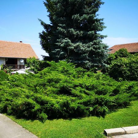 Apartment Dedine Golubac Eksteriør billede